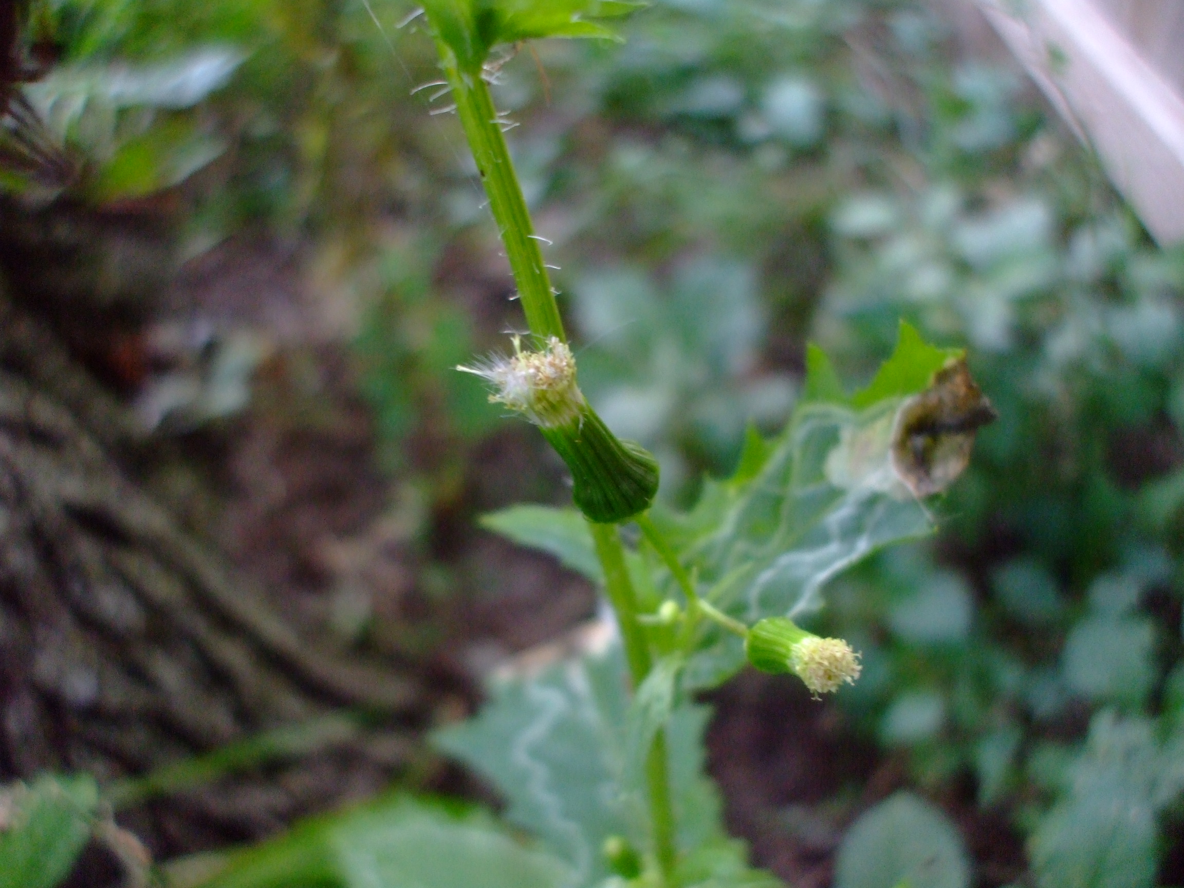 Erechtites hieraciifolius